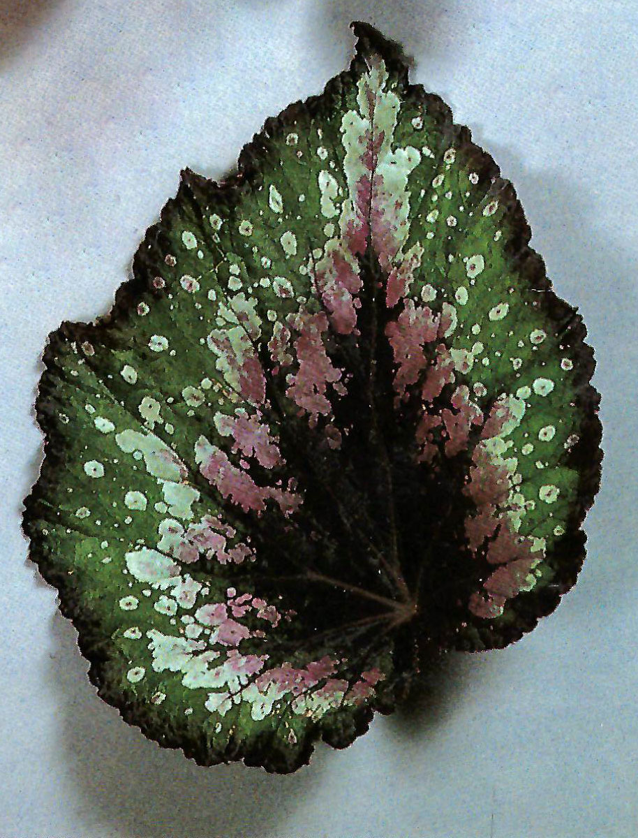 B. ‘Cherry Fess’